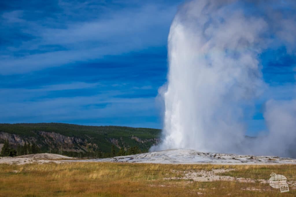 A geyser spews water and steam high into the air.