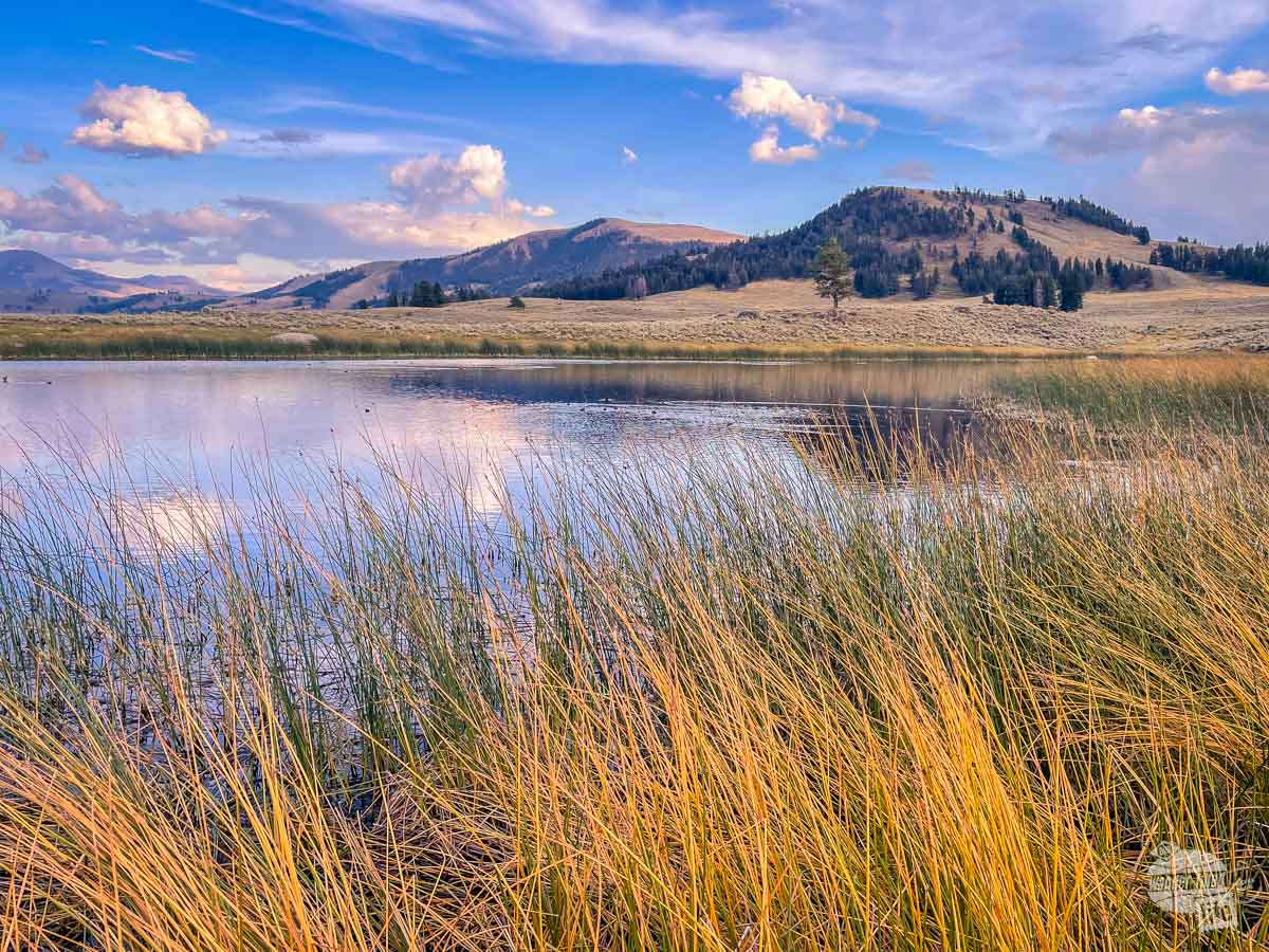 Tall grass surrounds a pond with mountains in the background.