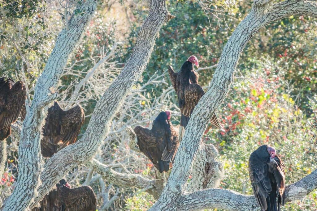 A group of turkey vultures in a tree.