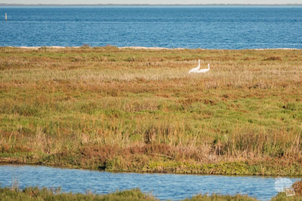 A pair of Whooping cranes in the marsh.