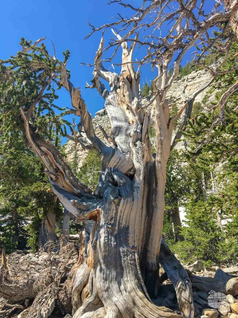 Trees older than Jesus are just one amazing find at Great Basin National Park.