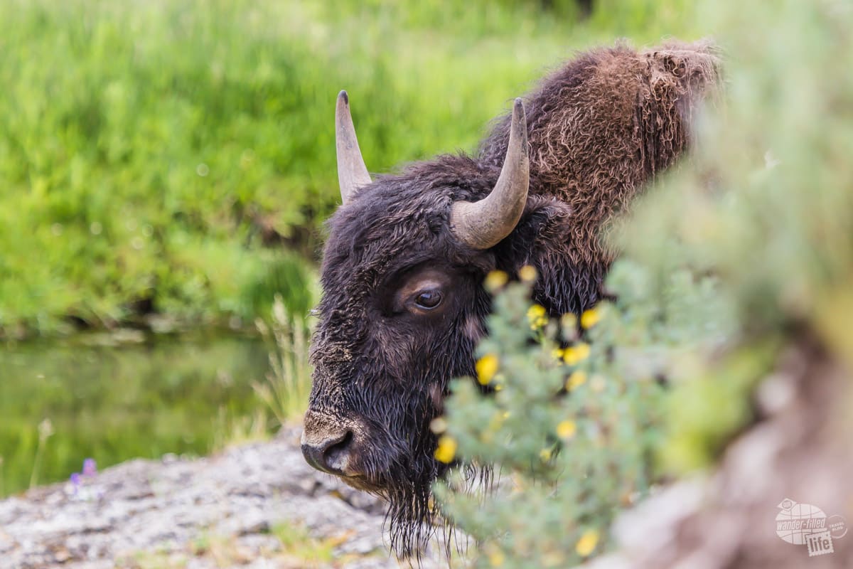 A bison at Soda Butte in Yellowstone National Park.