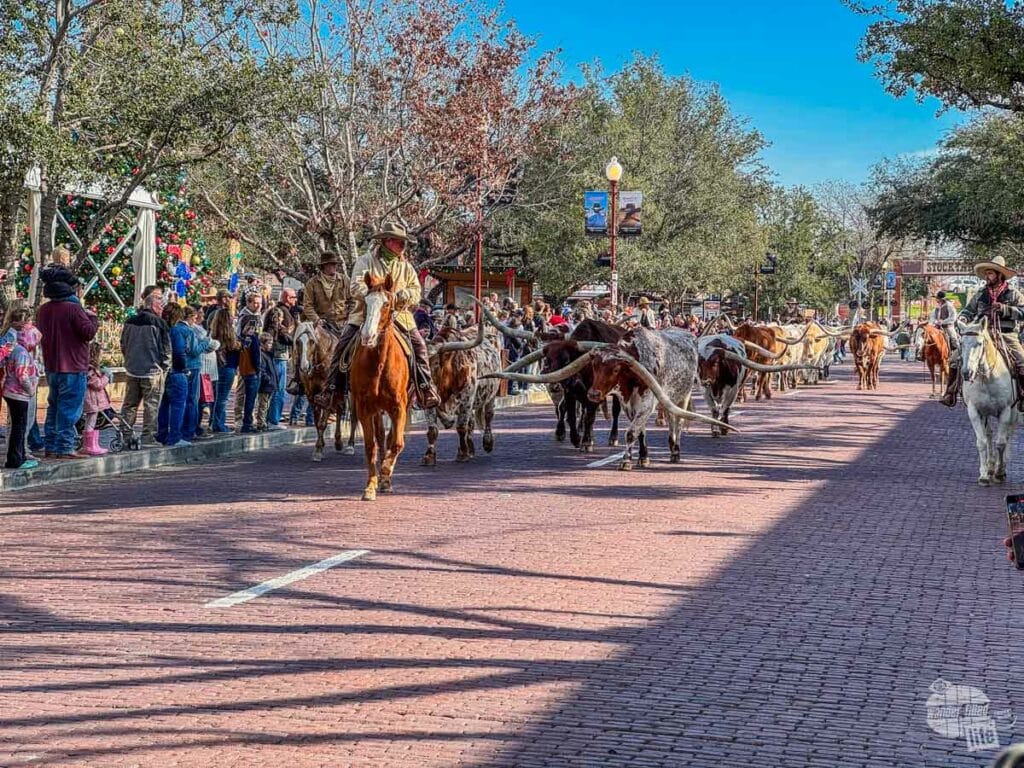Cowboys lead a herd of longhorn cattle down a brick street lined with onlookers.