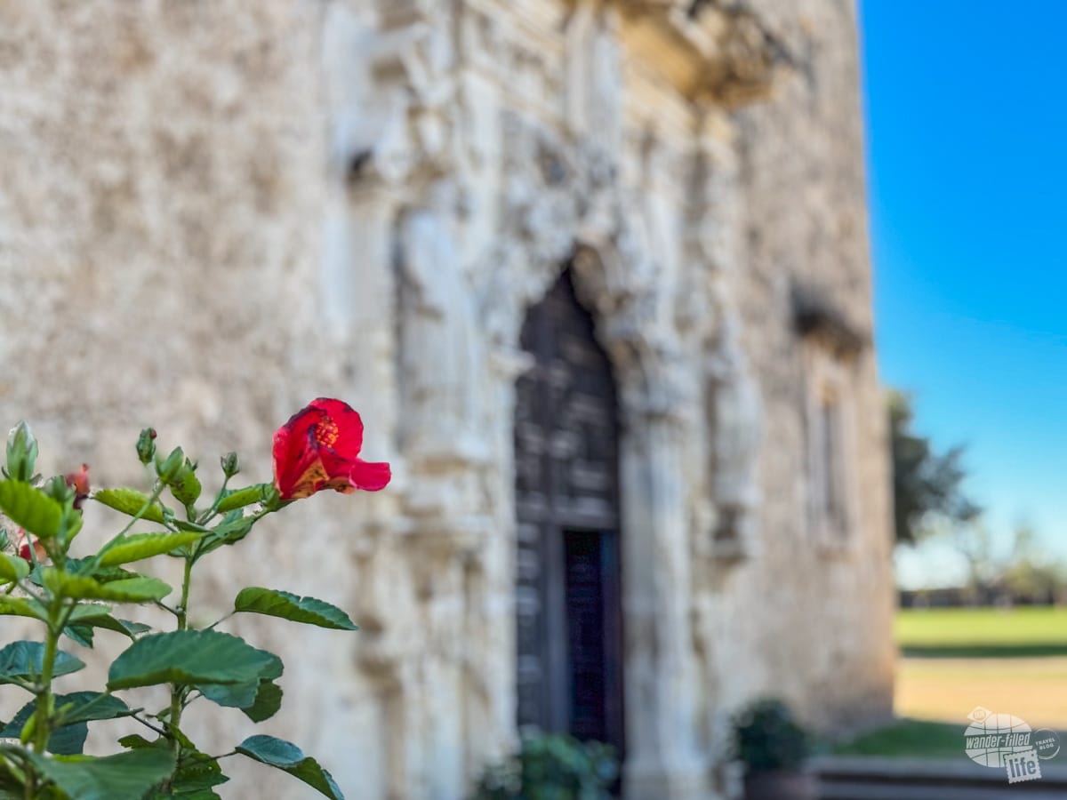 A flower blooming in front of the church at Mission San José in San Antonio