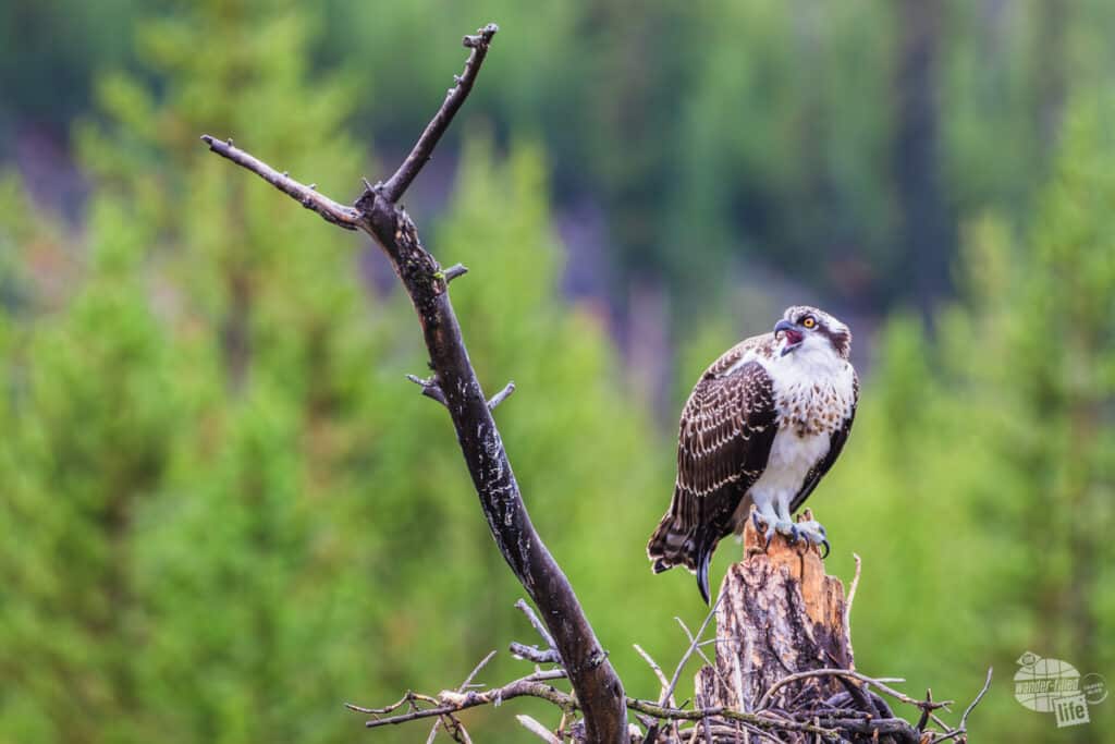 An osprey watching its nest along the Firehole Canyon Drive in Yellowstone National Park.