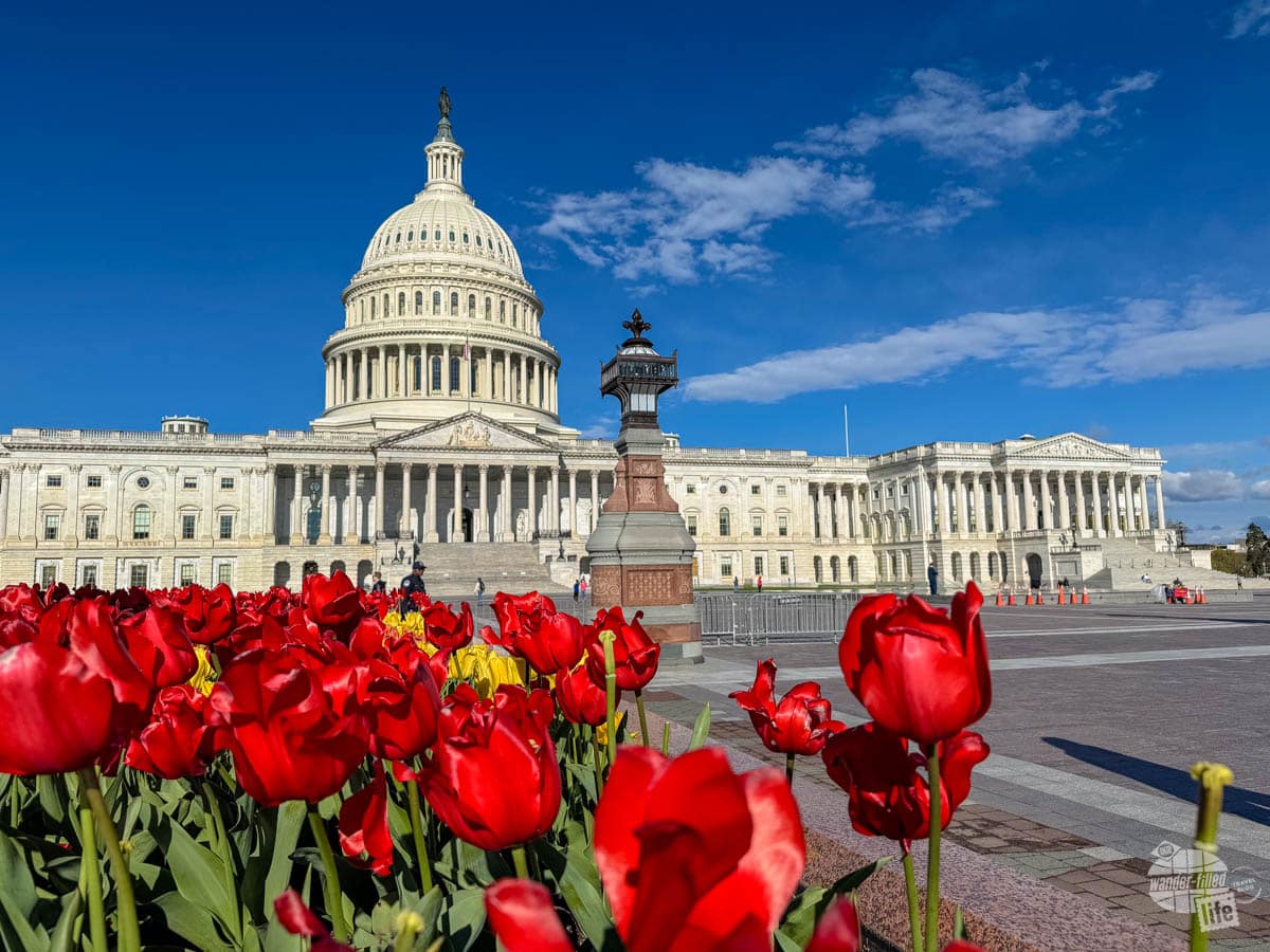 The US Capitol Building in Washington, DC. with red tulips in the foreground.
