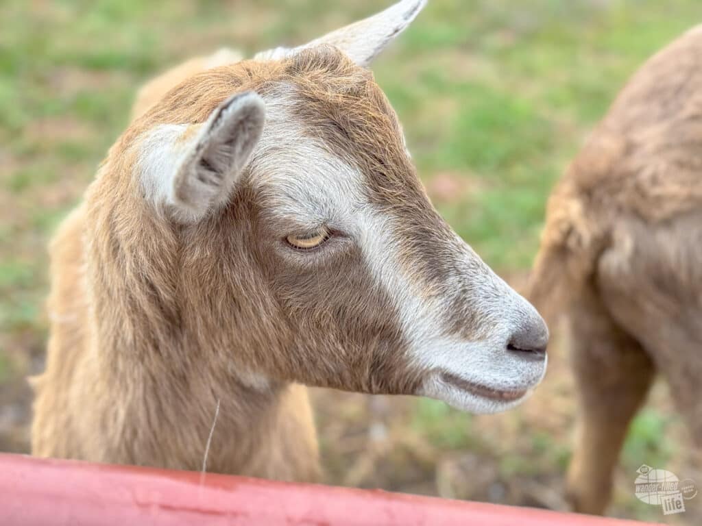 A goat at Oxon Hill Harm
