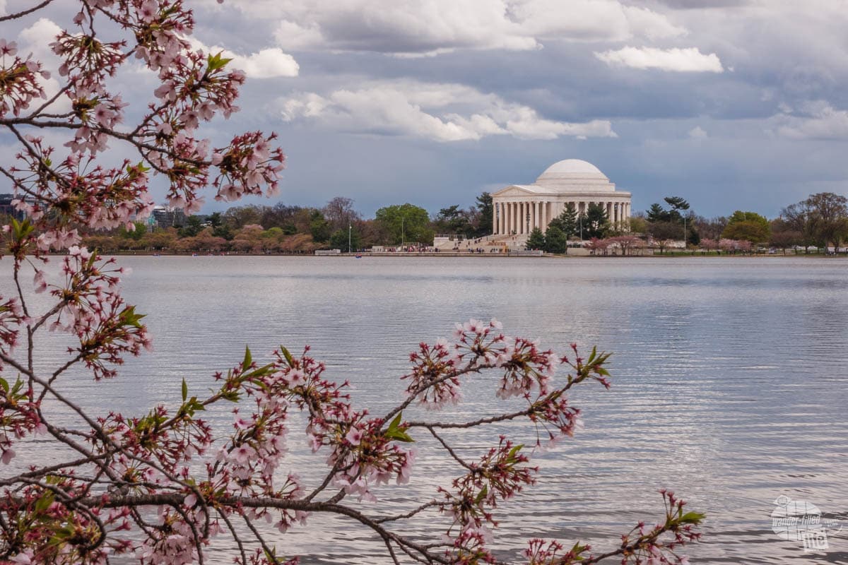 Thomas Jefferson Memorial with the Tidal Basin and Japanese Cherry Blossoms in the foreground. 