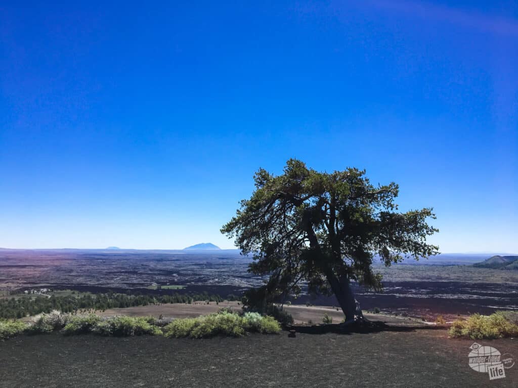A single tree atop a hill with a wide expansive view of lava fields beyond it.
