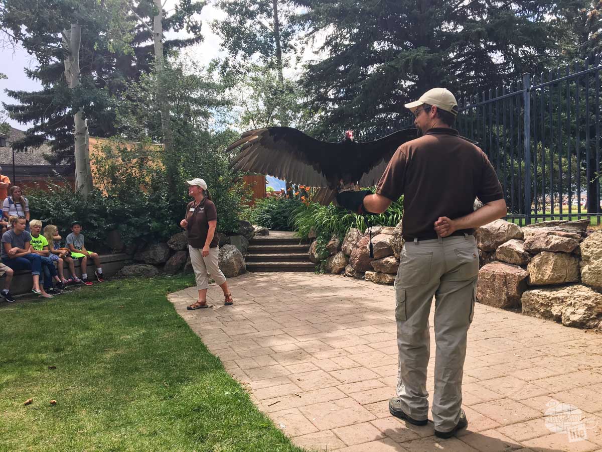 A man demonstrating a turkey vulture on a paved display area in front of a crowd.