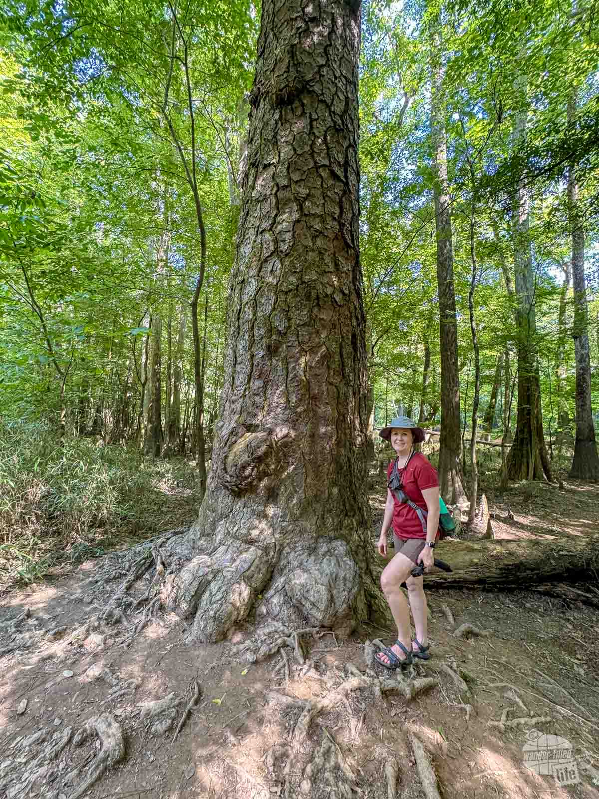 A woman standing next to a massive pine tree.