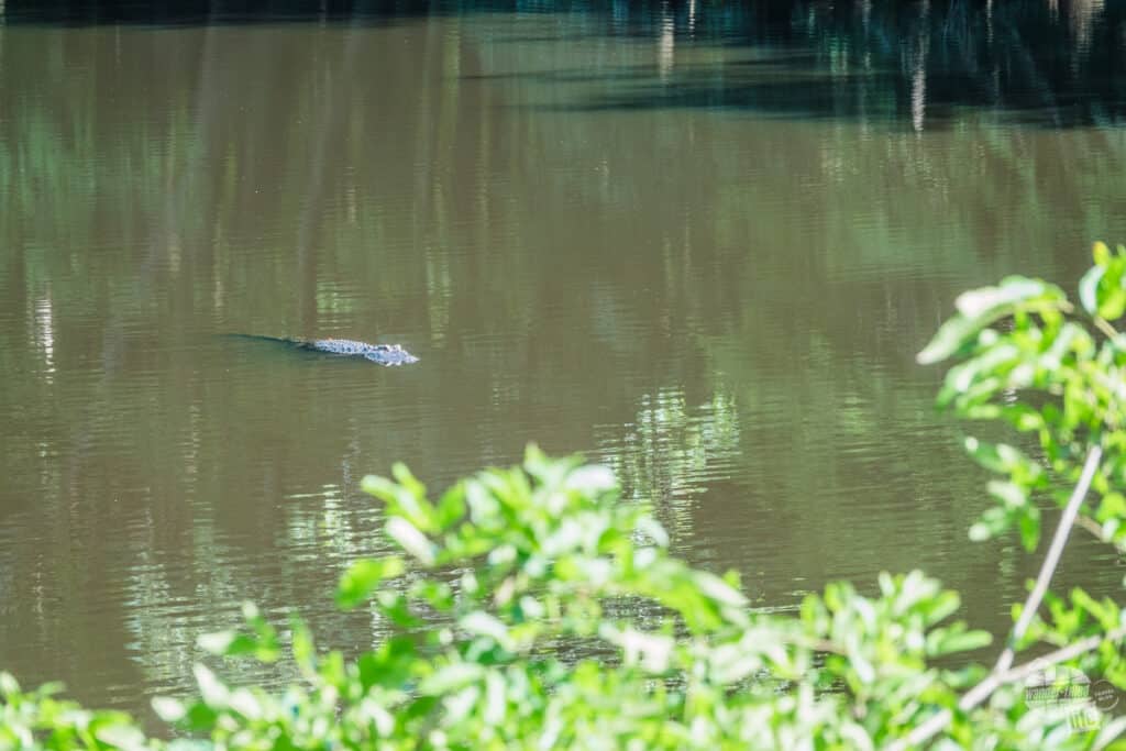 A alligator swimming in a lake. There is a tree branch in the foreground of the picture at the bottom.