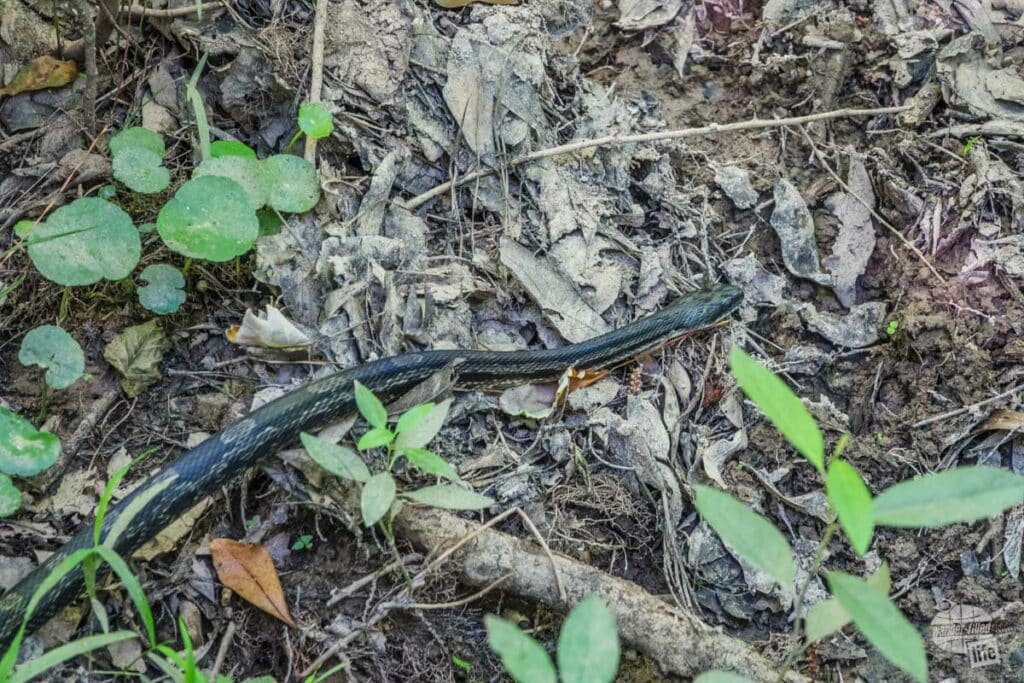 A snake moving through the leaf litter of the forest floor.