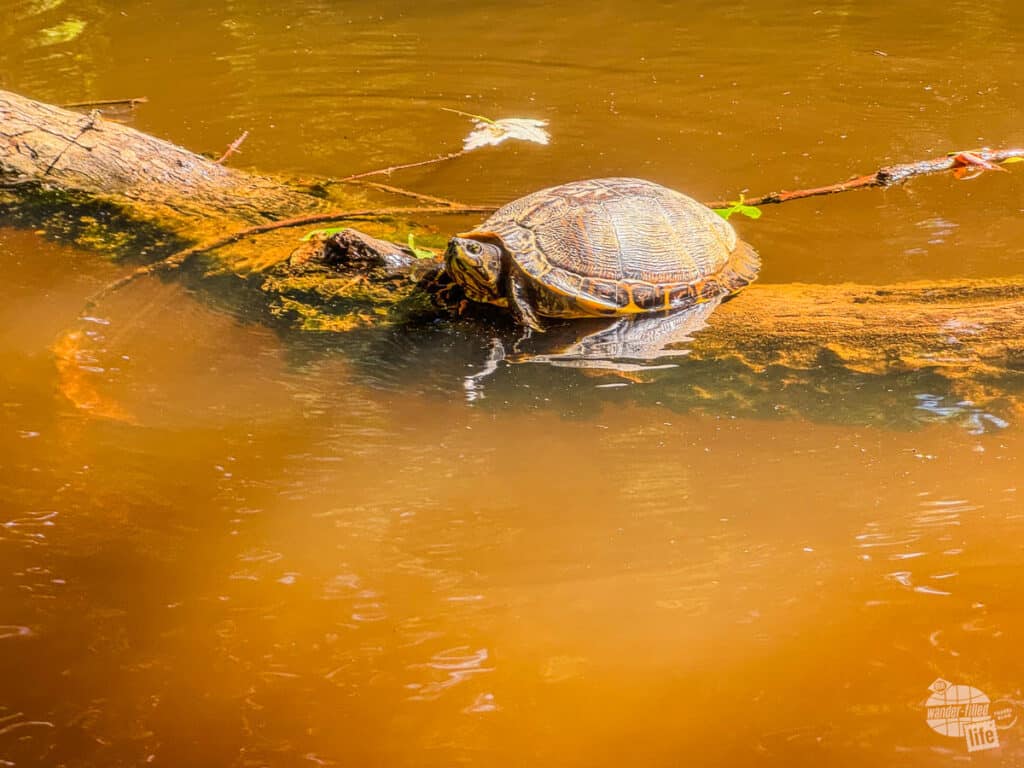 A turtle sitting on a log in the creek.
