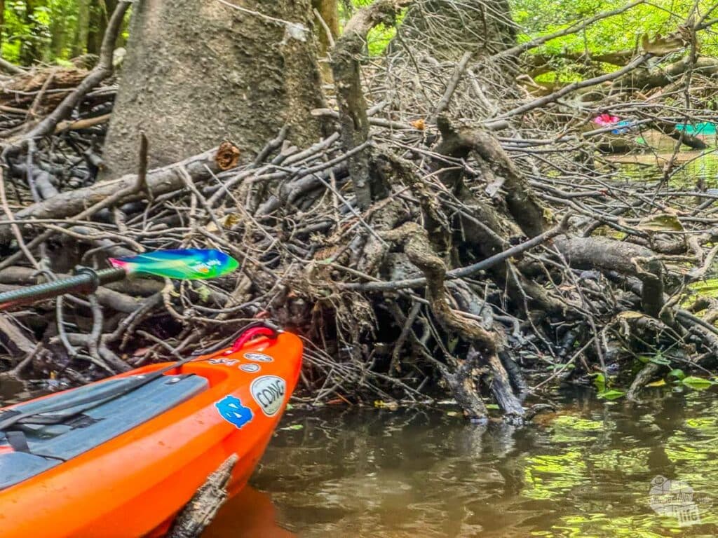 An orange kayak up against a tangle of branches. There is a concealed snake in the branches. The guide (not shown) is pointing the end of paddle toward the snake.