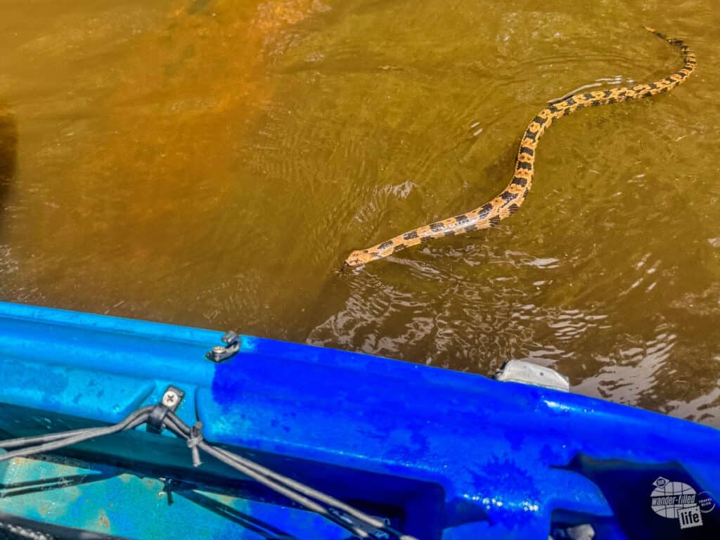 A snake swimming next to a kayak.
