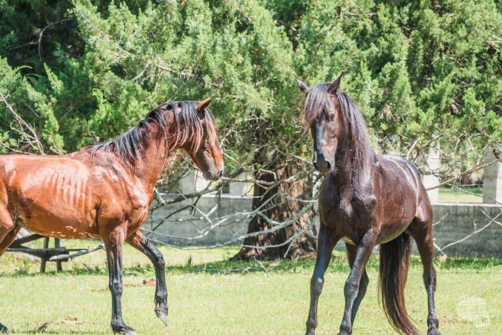 Two stallions squaring off, acting like they are about to fight.