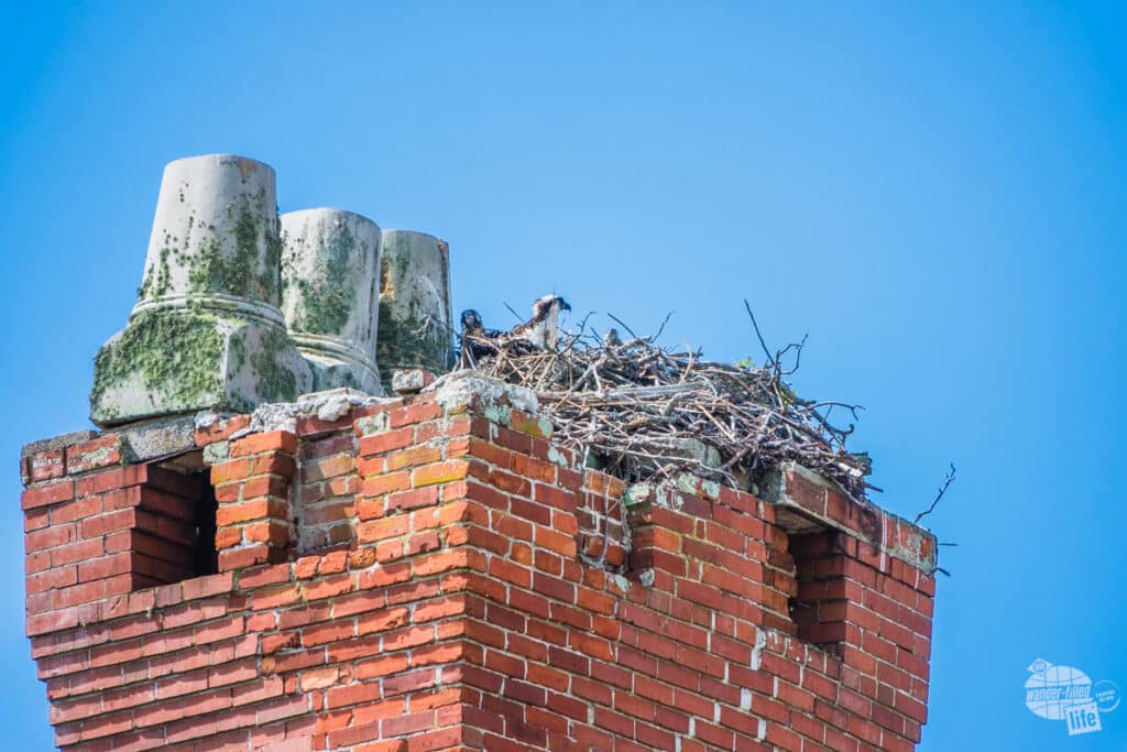 An osprey nest atop a chimney. You can see two osprey heads poking up out of the nest. 
