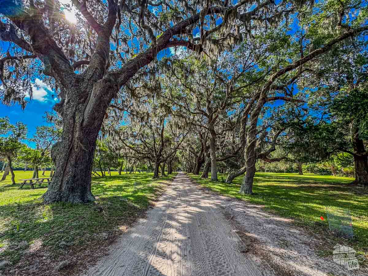A sandy road leads through live oaks with the sun peaking through.